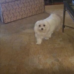 Meet your Posher, Sadie